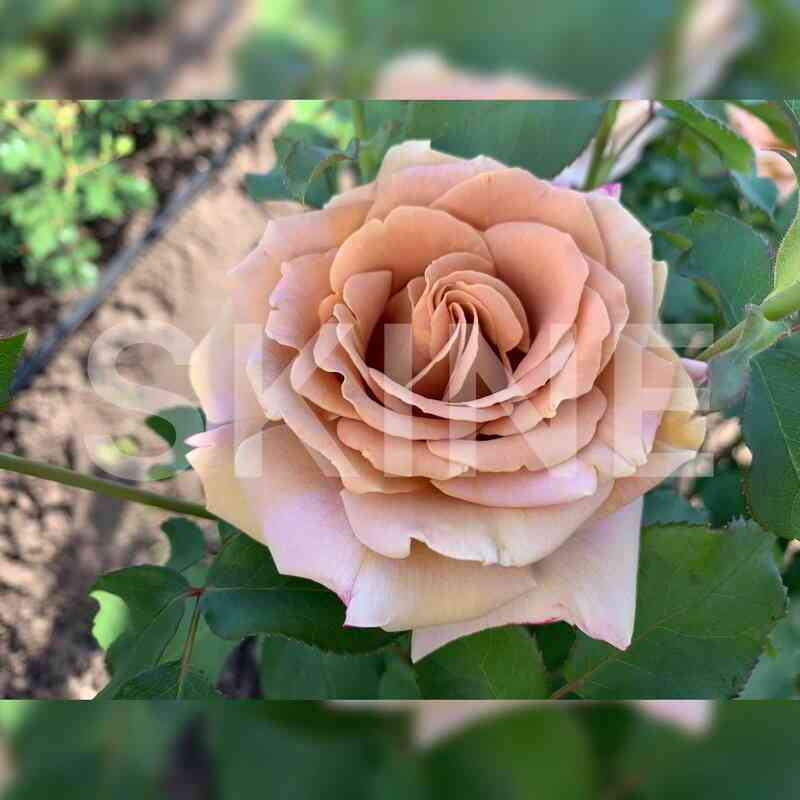 Хани Дижон (Honey Dijon)