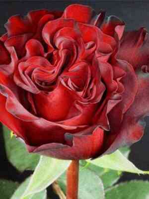 harts.jpg Хартс (Hearts)