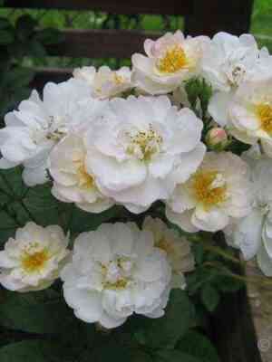 hedi-grimm_optimized.jpg Хеди Гримм (Hedi Grimm)