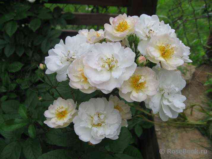 Хеди Гримм (Hedi Grimm)