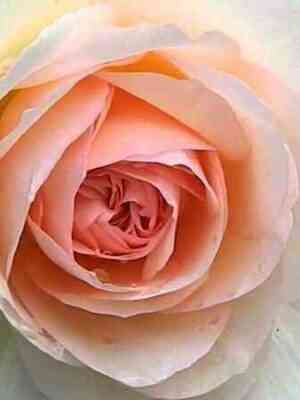 Хелена Ренессанс (Helena Renaissance)