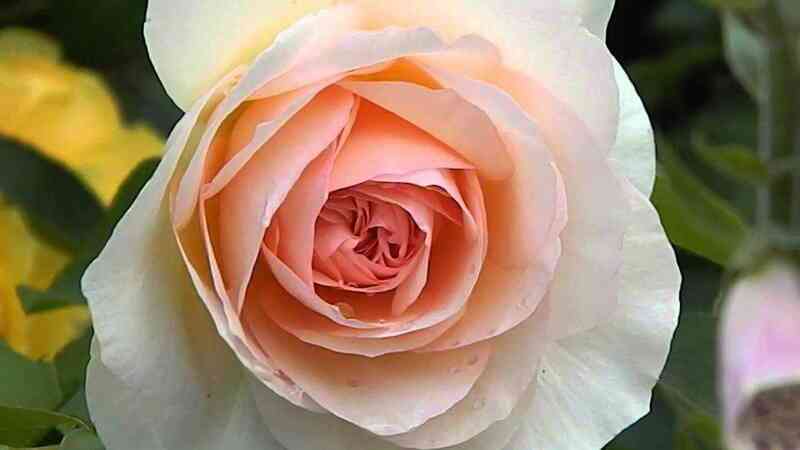 helena-renessans.jpg Хелена Ренессанс (Helena Renaissance)