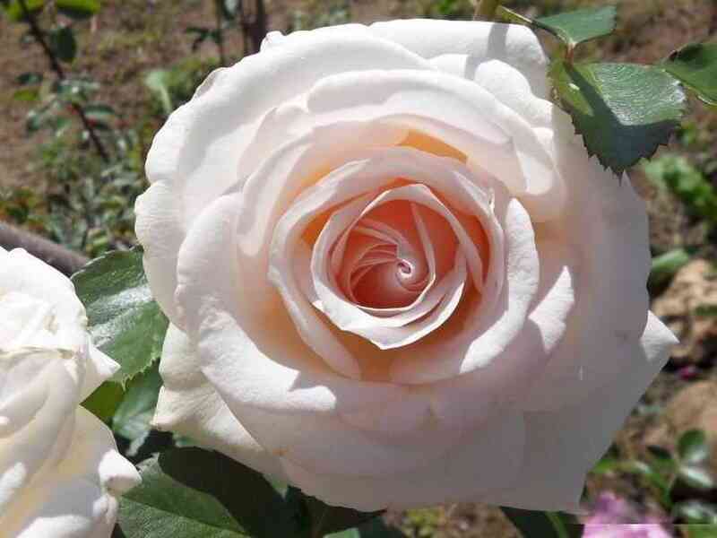 helena-renessans1.jpg Хелена Ренессанс (Helena Renaissance)