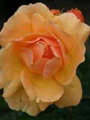 Ханзештадт Росток (Hansestadt Rostock)