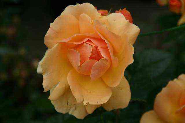 henseshtot_rostok.jpg Ханзештадт Росток (Hansestadt Rostock)