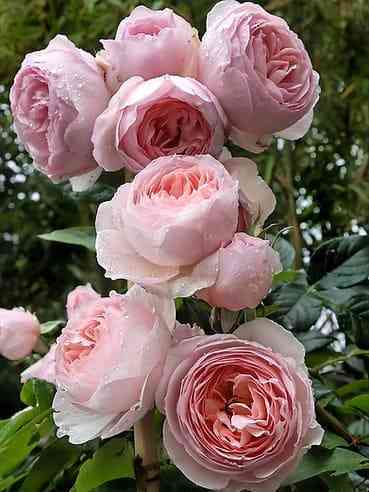 heritejdzh-1.jpg Херитейдж (Heritage)