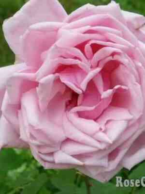 hermosa-photo-big.jpg Хермоза (Hermosa)