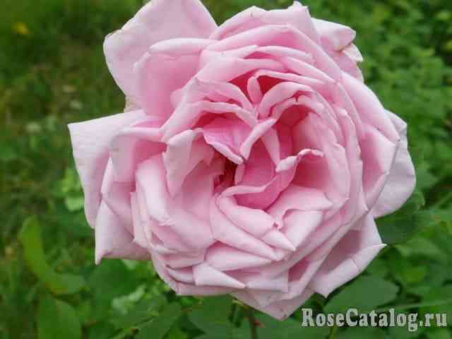 Хермоза (Hermosa)