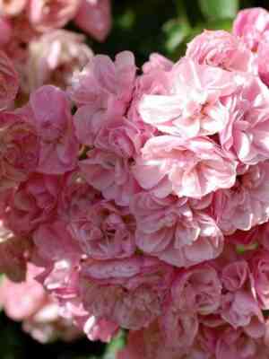 Хевенли Пинк (Heavenly Pink)