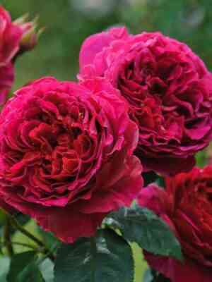 Хитклифф (Heathcliff)