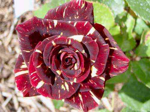 Фокус Покус (Hocus Pocus)