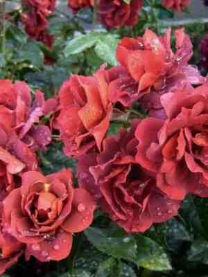 Хот Шоколад (Hot Chocolate)