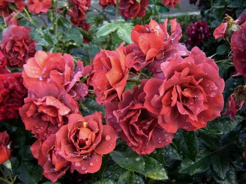 Хот Шоколад (Hot Chocolate)