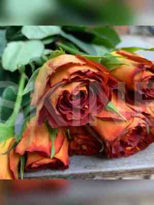 hot_rok.jpg Хот Рок (Hot Rock)