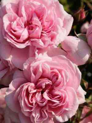 Хоум энд Гарден (Home & Garden)