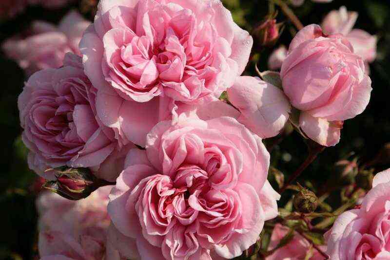 Хоум энд Гарден (Home & Garden)