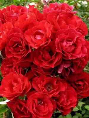 Хоуп фо Хьюманити (Hope for Humanity)