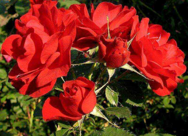 Хоуп фо Хьюманити (Hope for Humanity)