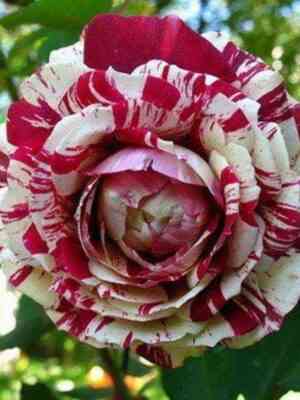 hulio_iglesias.jpg Хулио Иглесиас (Julio Iglesias)