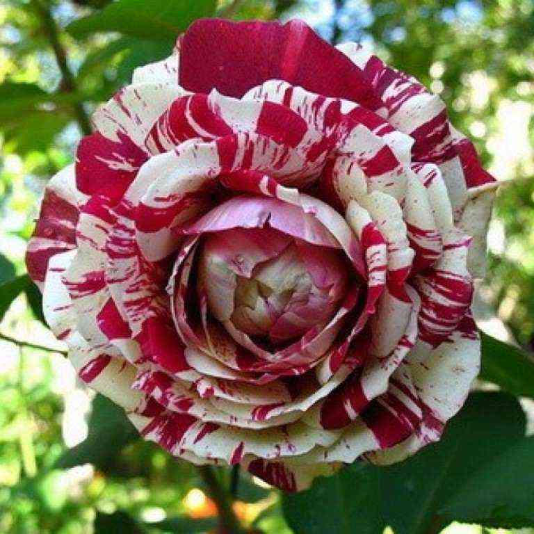 hulio_iglesias.jpg Хулио Иглесиас (Julio Iglesias)