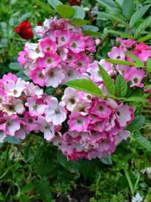 i.jpg Рихард Штраус (Richard Strauss)