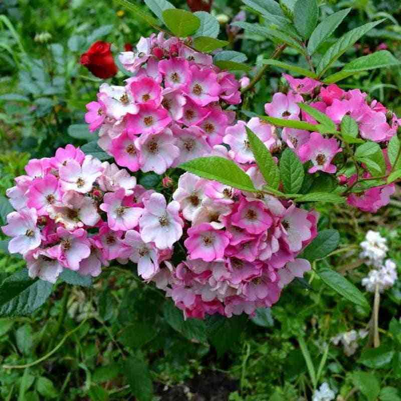 Рихард Штраус (Richard Strauss)