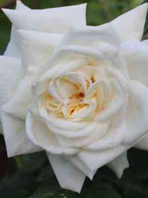 Ильзе Крон Супериор (Ilse Krohn Superior)