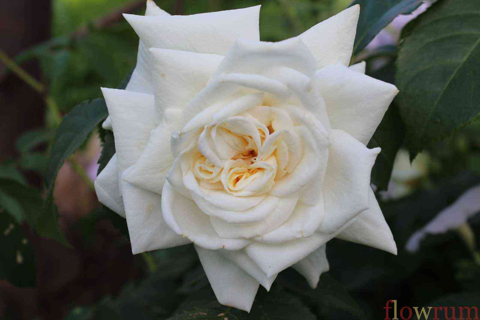 Ильзе Крон Супериор (Ilse Krohn Superior)