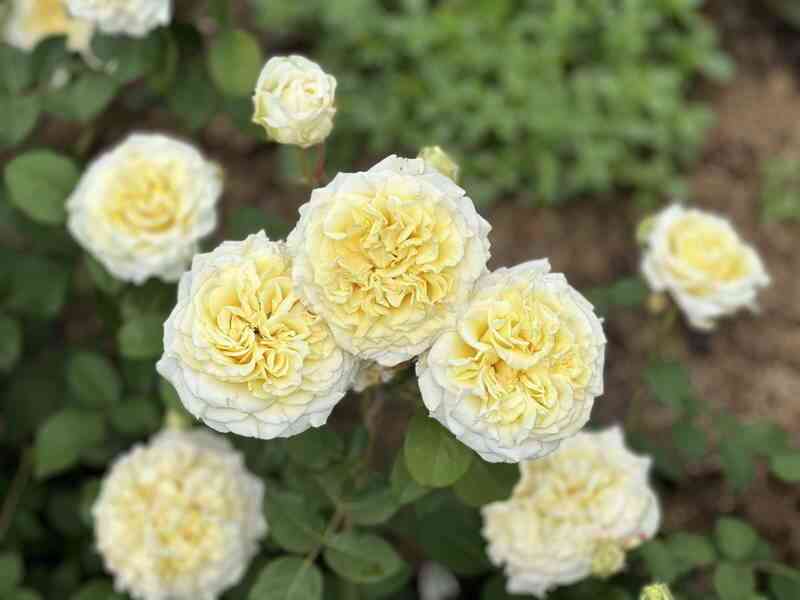 img_0863.jpg Вайт Эшли (White Ashley)