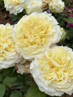 img_0865-1.jpg Вайт Эшли (White Ashley)