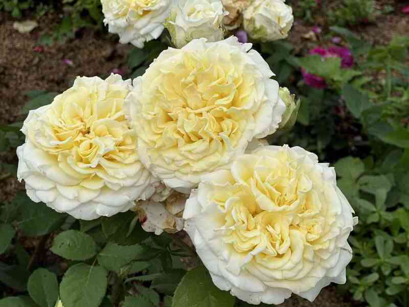 img_0865-1.jpg Вайт Эшли (White Ashley)