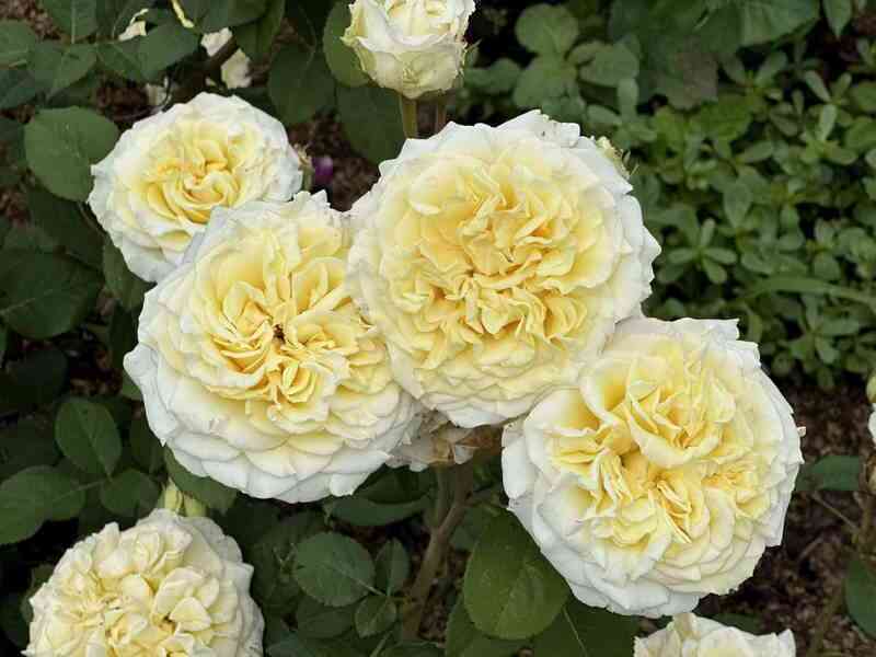 img_0872.jpg Вайт Эшли (White Ashley)