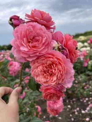 img_4026.jpg Прикс П.Ж. Редут (Prix P.J. Redoute)