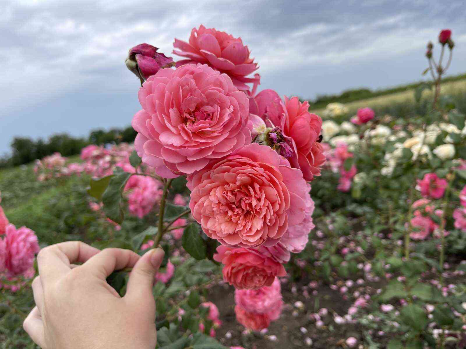 Прикс П.Ж. Редут (Prix P.J. Redoute)