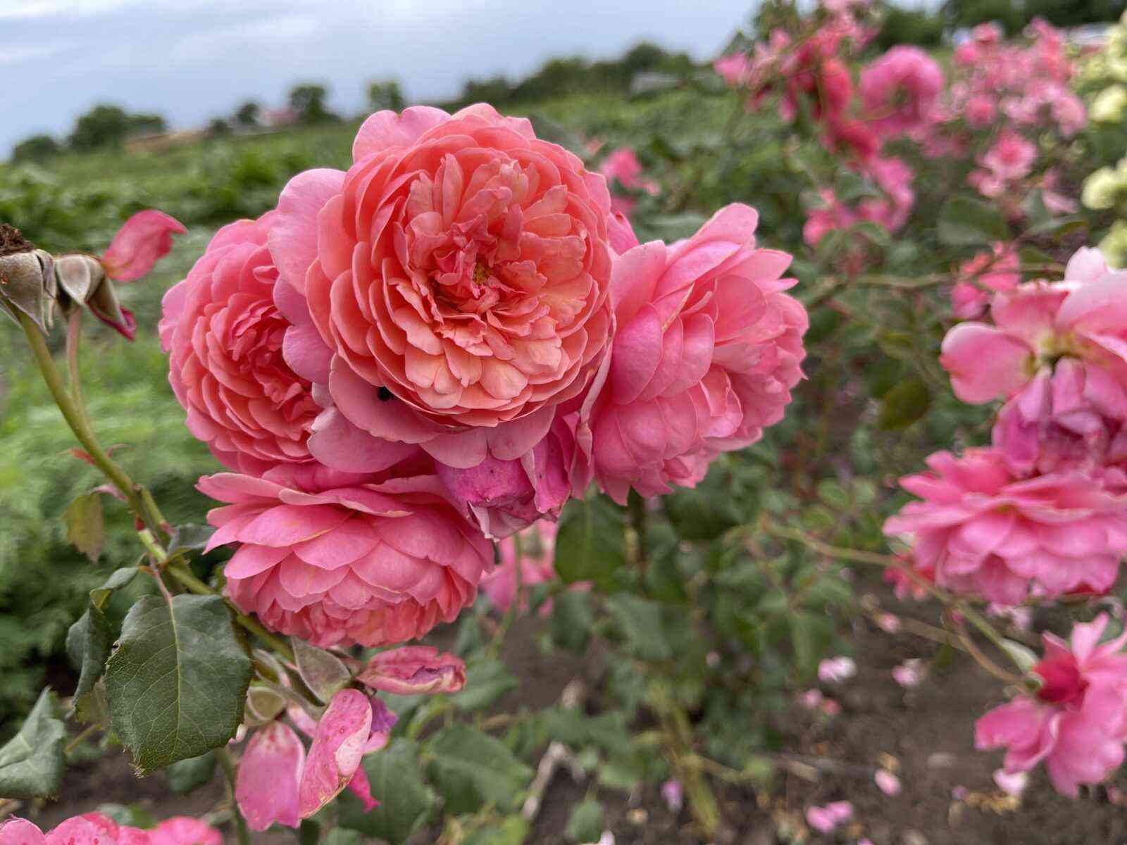 Прикс П.Ж. Редут (Prix P.J. Redoute)