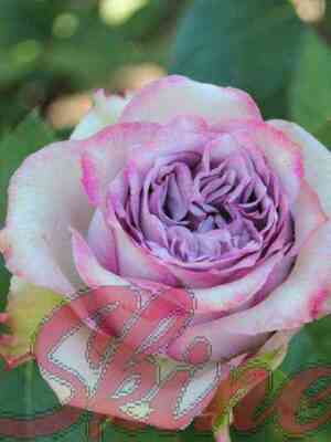 img_8862_novyj_razmer.jpg Блу Джейн (Blue Gene)