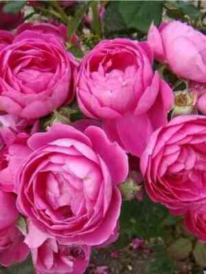 Император Карл Iv (Empereur Charles Iv)