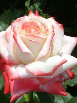 imperatrica_fara.jpg Императрица Фарах (Imperatrice Farah)