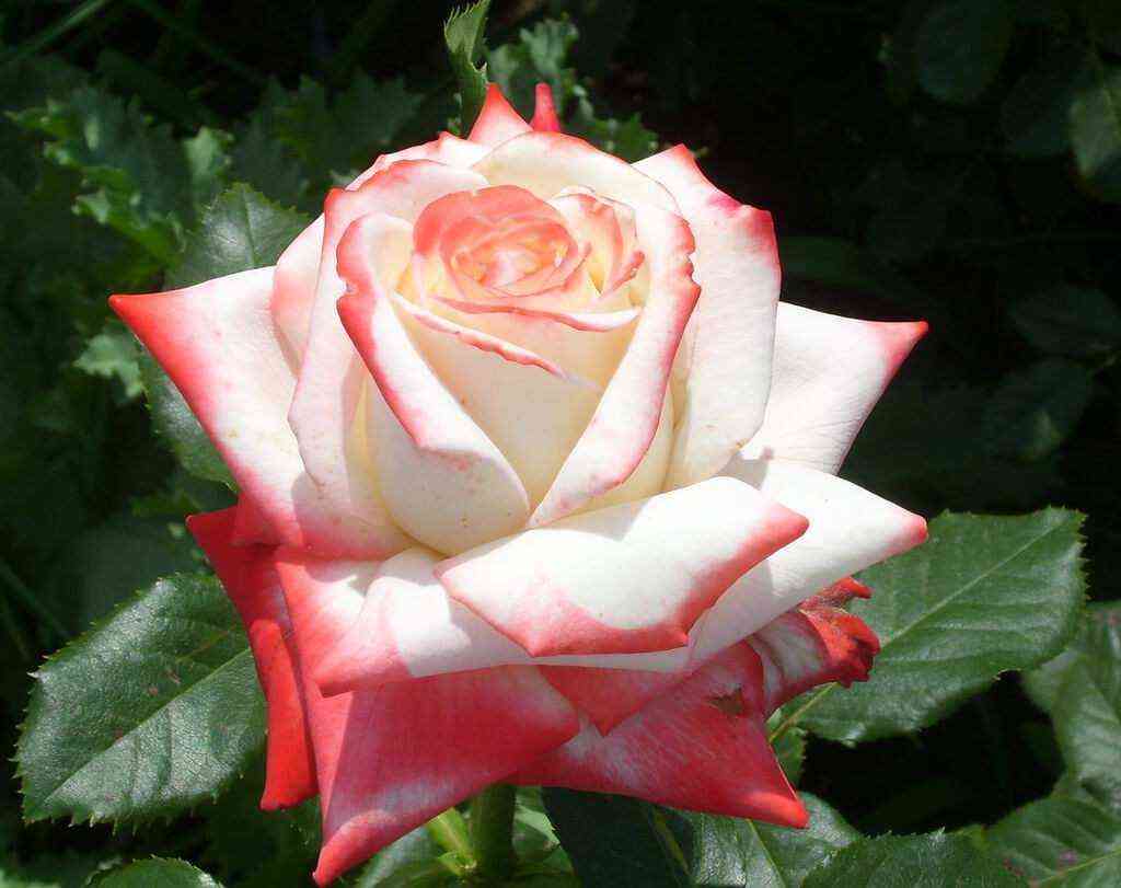 imperatrica_fara.jpg Императрица Фарах (Imperatrice Farah)