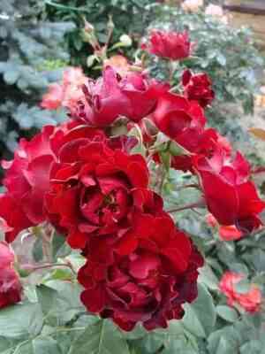 Индиан Раффлс (Indian’s Ruffles)