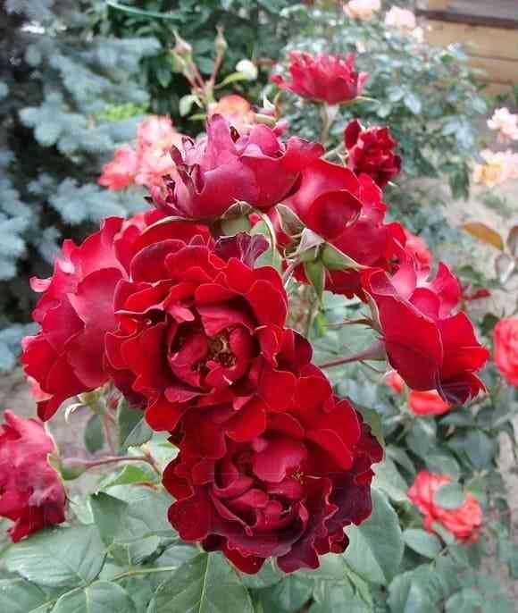 indian-raffls.jpg Индиан Раффлс (Indian’s Ruffles)