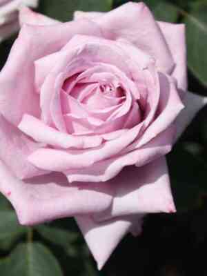 Индиголетта (Indigoletta)