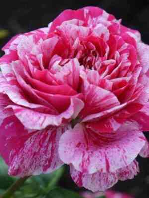 Инесс Састр (Ines Sastre)