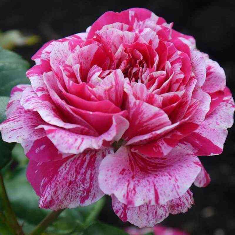 iness-sastr-ines-sastre_optimized.jpg Инесс Састр (Ines Sastre)