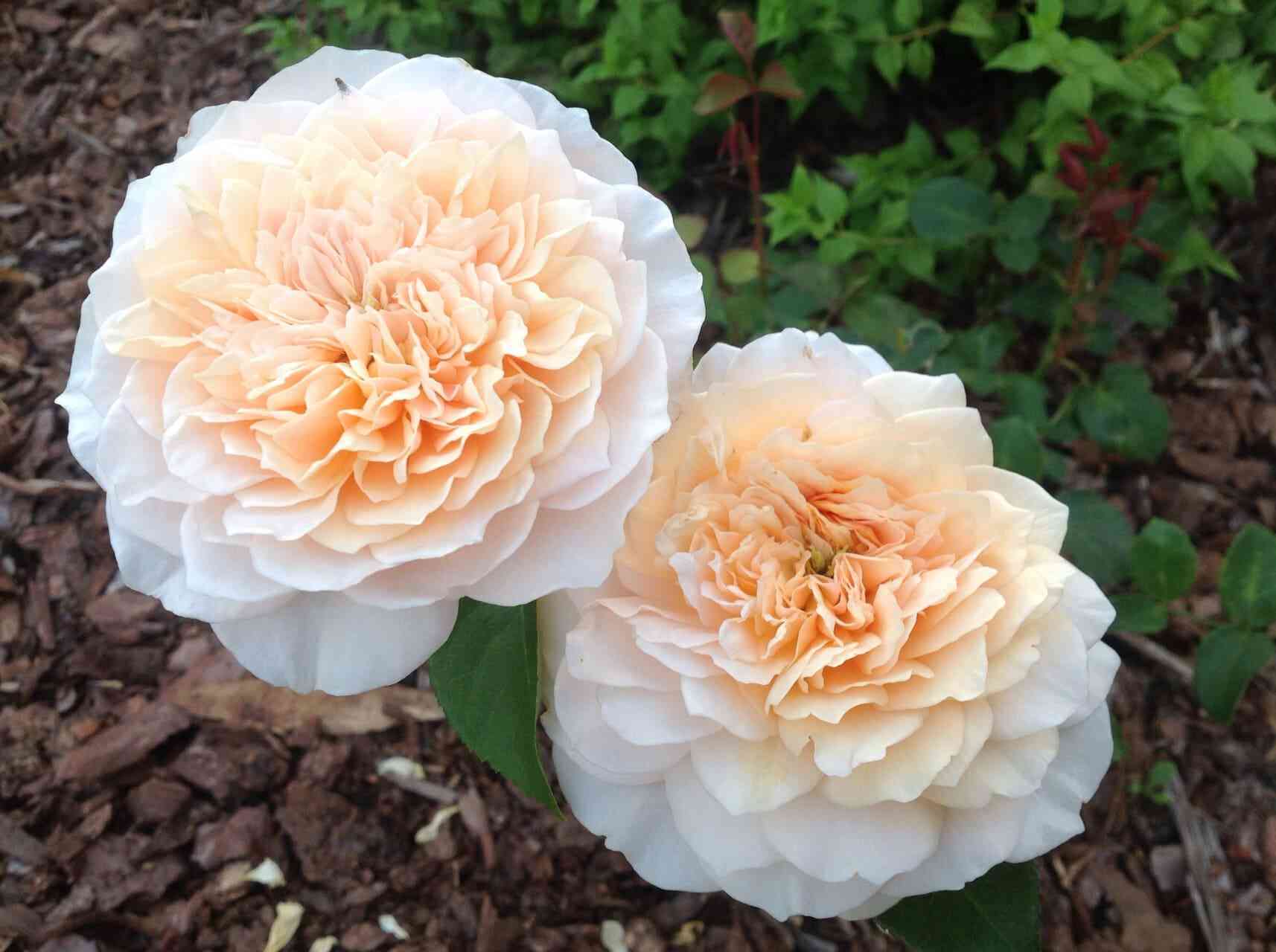 inglish-g.jpg Инглиш Гарден (English Garden)