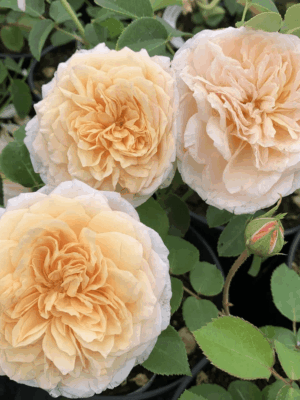 inglish-garden.png Инглиш Гарден (English Garden)