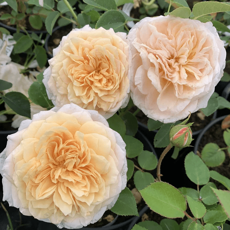 inglish-garden.png Инглиш Гарден (English Garden)