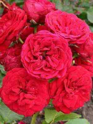 Инсель Майнау (Insel Mainau)