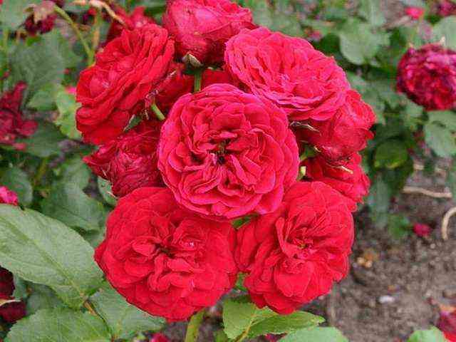 Инсель Майнау (Insel Mainau)