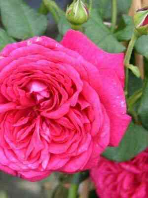 iogan_fol_fgang_von_goet.jpg Иоган Вольфганг фон Гете (Johann Wolfgang von Goethe Rose)